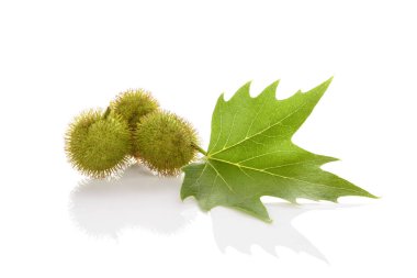 Platanus yaprak ve meyveleri