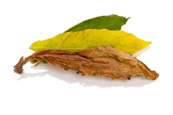 Fresh and dried tobacco leaves from above — Stock Photo, Image