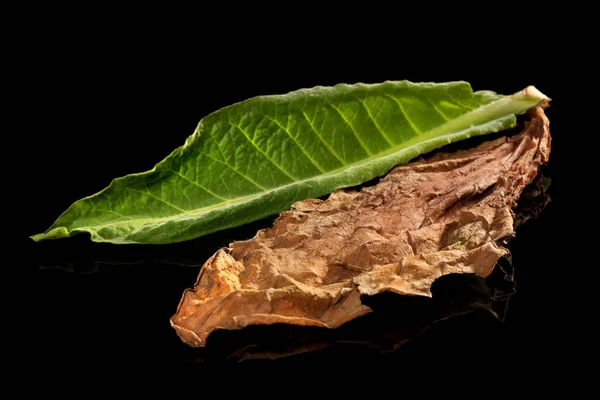 Folhas de tabaco secas e frescas . — Fotografia de Stock