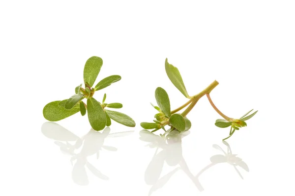 Purslane (Portulaca oleracea) blad. — Stockfoto