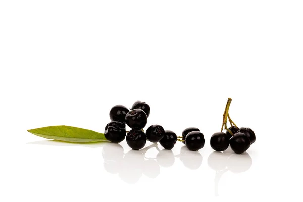 Chokeberry fresco con foglia isolata su sfondo bianco . — Foto Stock