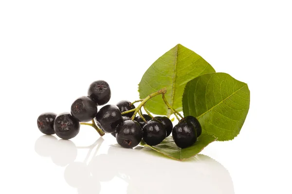 Färska chokeberry med blad isolerad på vit bakgrund. — Stockfoto