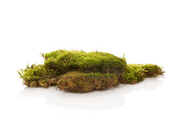 Green moss isolated on white background. 