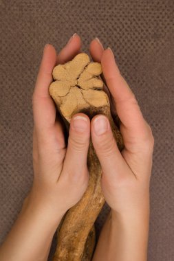 Ayahuska. Banisteriopsis caapi liana.