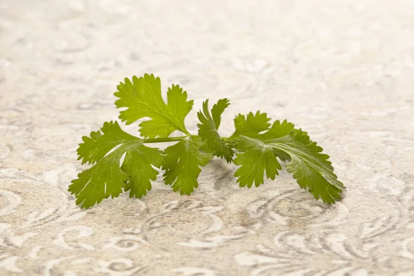 Fresh cilantro or coriander leaves.