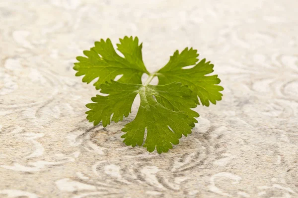 Fresh cilantro or coriander leaves. — Stock Photo, Image