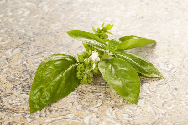 Fresh green basil leaves. — Stock Photo, Image