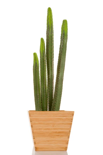 San Pedro cactus. Echinopsis pachanoi of Trichocereus pachanoi. — Stockfoto