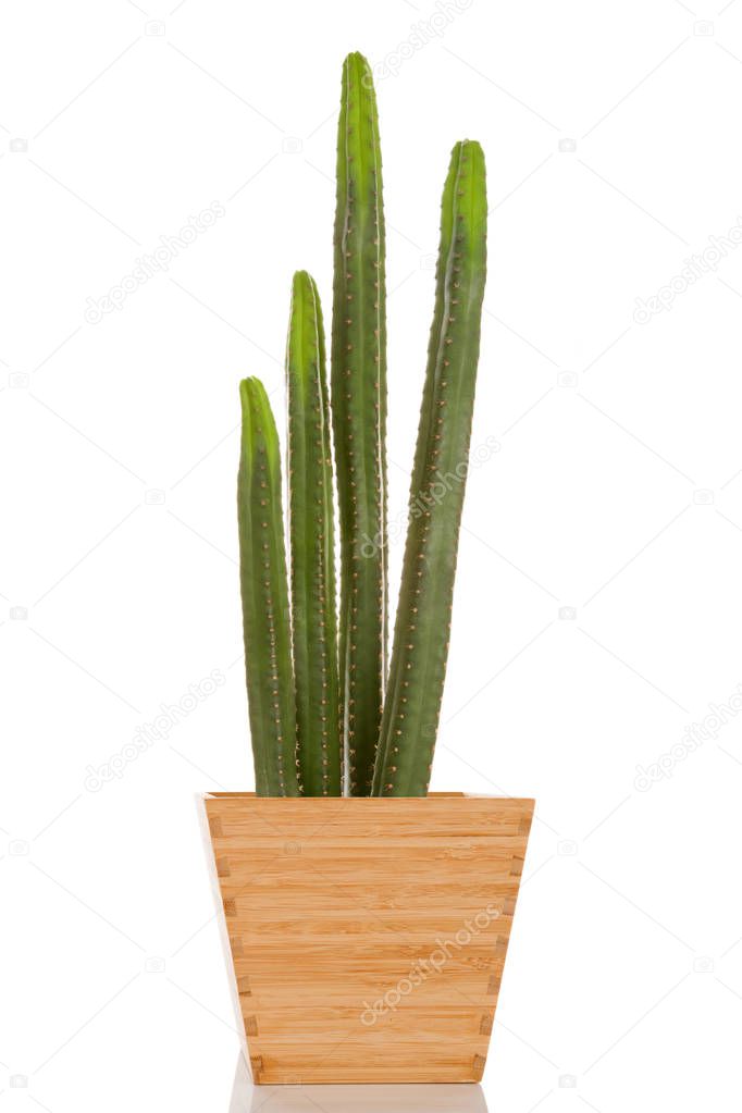 San Pedro cactus. Echinopsis pachanoi or Trichocereus pachanoi.