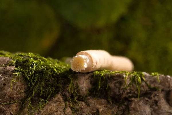 Miswak eller Siwak. — Stockfoto