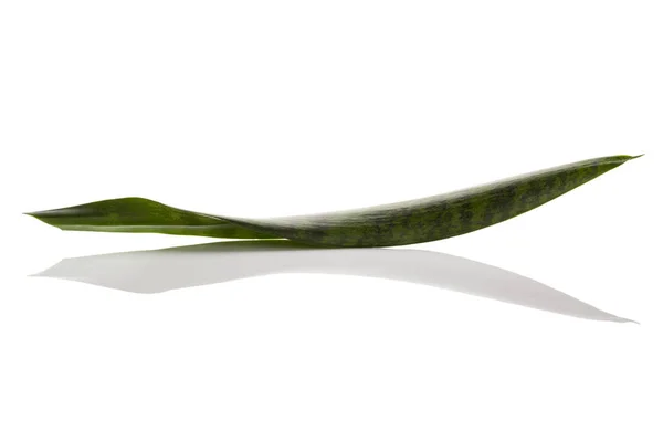 Φυτό φίδι απομονωμένο σε λευκό. — Φωτογραφία Αρχείου