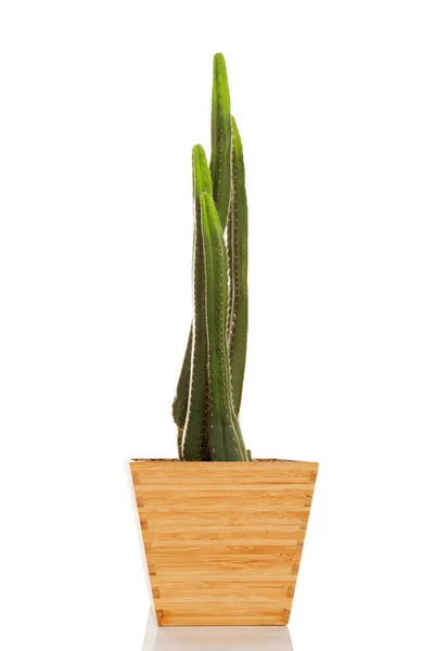 San Pedro cactus. — Stockfoto