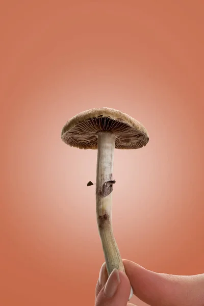Fresh Magic Mushroom Female Hand Isolated Orange Background Hallucinogenic Psychedelic — Stock Photo, Image