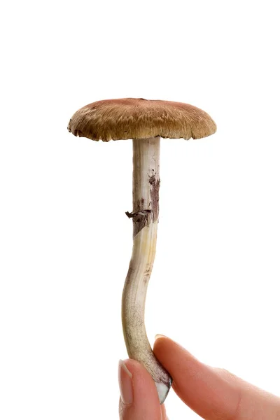 Fresh Magic Mushroom Female Hand Isolated White Background Hallucinogenic Psychedelic — Stock Photo, Image