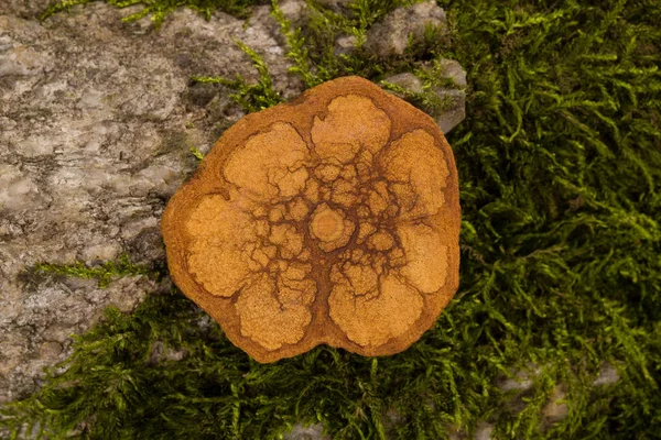 Banisteriopsis Caapi Sección Transversal Madera Ayahuasca Sobre Piedra Musgo Naturaleza — Foto de Stock