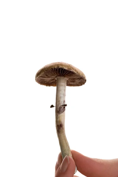 Fresh Magic Mushroom Female Hand Isolated White Background Hallucinogenic Psychedelic — Stock Photo, Image