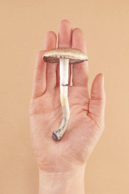 Kadın elinde taze psilosibe cubensis. Halüsinojenik psikedelik mantar. Alternatif tıp.