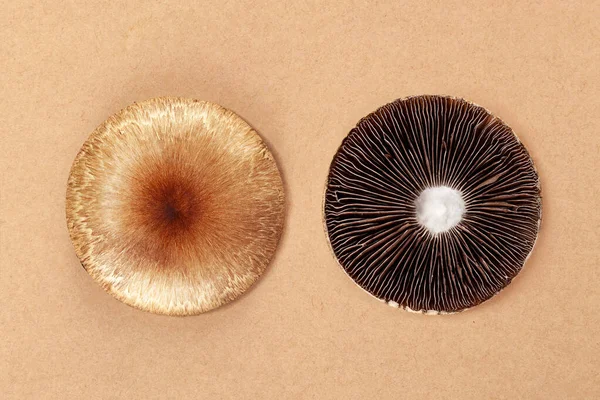 Psilocybe Cubensis Fresco Sobre Fondo Beige Setas Psicodélicas Alucinógenas Medicina —  Fotos de Stock