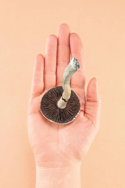 Fresh Magic Mushroom Female Hand Hallucinogenic Psychedelic Mushroom Alternative Medicine — Stock Photo, Image