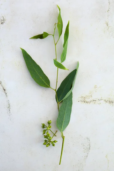 Feuilles Eucalyptus Vert Frais Sur Fond Marbre Haut — Photo