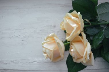 Gül buketinin yakın çekim görüntüsü. Kırsal beyaz arkaplan.