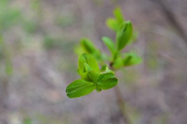 Bahçedeki dallar. Bokeh duvar kağıdı.