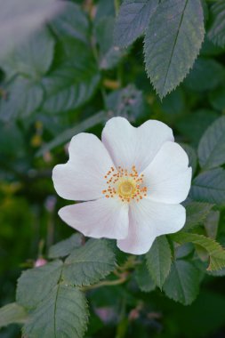 Beyaz çiçek. Bahçede açan parlak beyaz çiçeğin tonlu görüntüsü. Kapat..