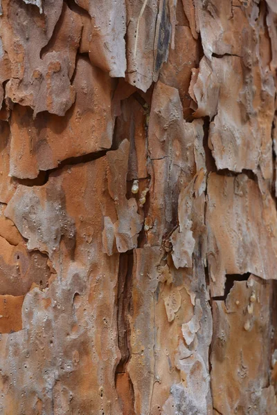 Close View Rustic Wooden Texture — Stock Photo, Image