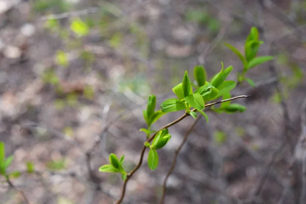 Eco-friendly wallpaper background with spring leaves.