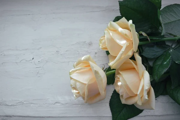 Close-up view of roses bouquet. With rustic white background.