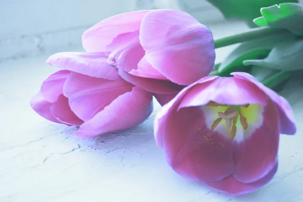 Tulipes Roses Sur Fond Blanc Rustique Concentration Douce — Photo