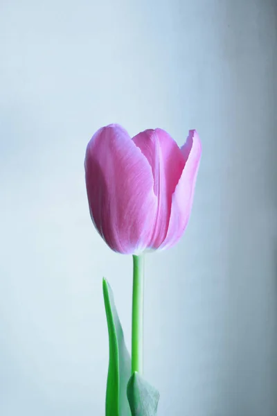 Une Seule Tulipe Sur Fond Blanc Vue Rapprochée — Photo