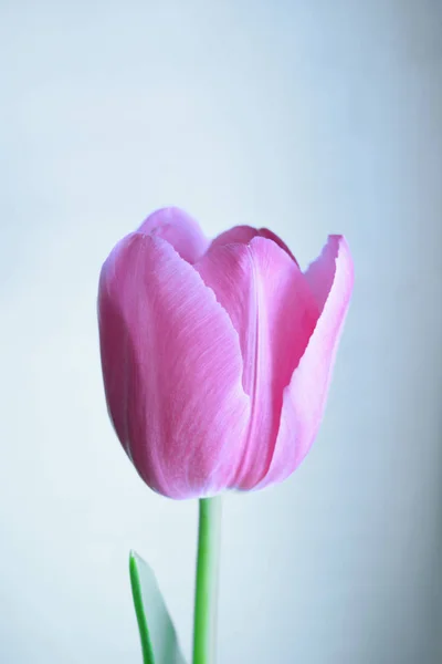 Pojedynczy Różowy Tulipan Białym Tle Widok Bliska — Zdjęcie stockowe