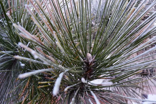Pinetree Gren Med Frost Bakgrund — Stockfoto