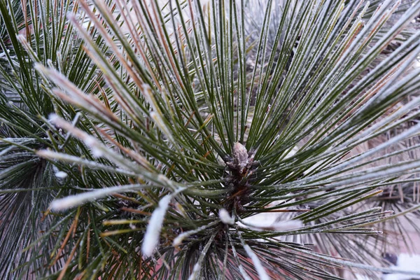 Buzlu Pinetree dalı. Arkaplan.