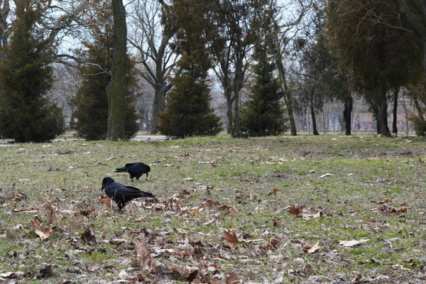 Schwarze Vögel Auf Der Suche Nach Nahrung Boden — Stockfoto