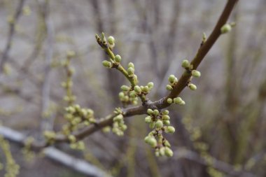Dalları olan bahar duvar kağıdı arka planı. Yakın çekim görünümü.