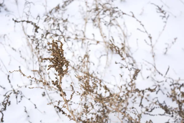 Foliage on the snow on in winter. Wallpaper.