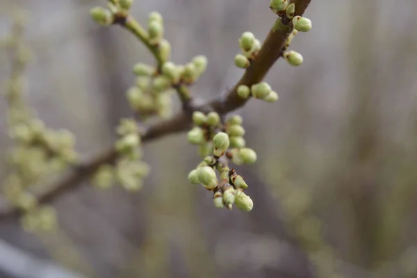 Branches in the garden. Spring wallpaper. Close-up. Selective focus.