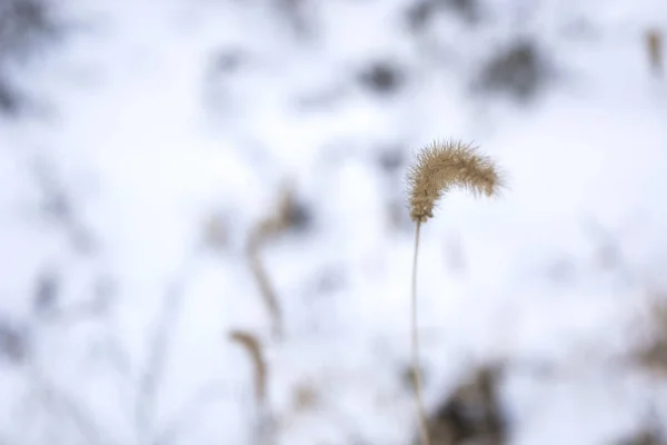 Blomning Snön Närbild Vintertapet — Stockfoto