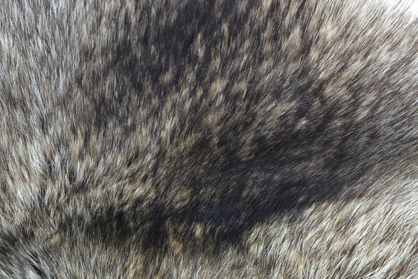 Fur Wolf Texture Close — Stock Photo, Image