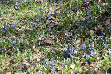 İlkbaharda ormanda mavi çiçekler açtı.