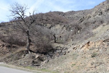 İlkbaharın başlarında kayaların arasında ceviz ağacı