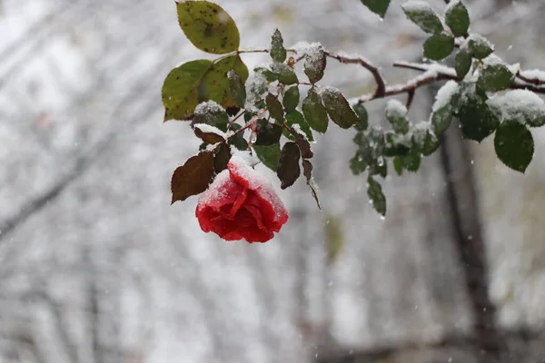 Снег Покрыл Красную Зимнюю Розу — стоковое фото