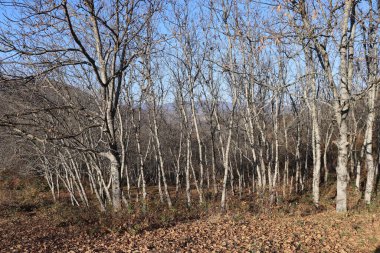 Sonbaharda ceviz ağaçları yapraksız kaldı.