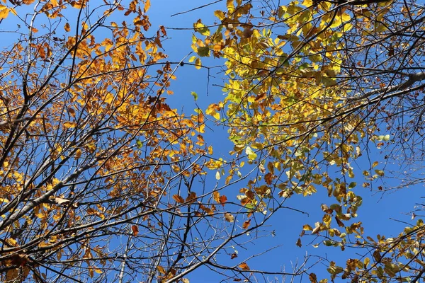 Final Outono Últimas Folhas Foram Deixadas Nas Árvores Sol Está — Fotografia de Stock