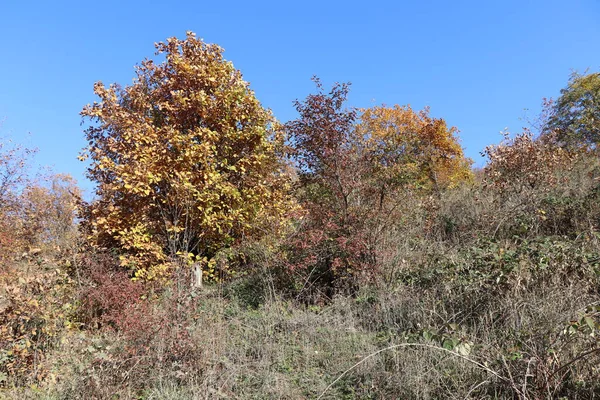 Поздней Осенью Последние Листья Остались Деревьях Солнце Светит Повсюду — стоковое фото