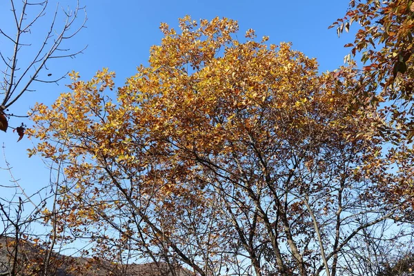 Laat Herfst Laatste Blaadjes Zaten Nog Aan Bomen Zon Schijnt — Stockfoto