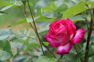 Baharda bahçede güzel bir gül