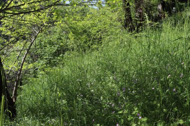 Vahşi doğa, taze bitkiler ve güneş.